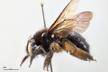 Media type: image;   Entomology 810856 Aspect: habitus lateral view